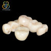 Ceromer Dental Crown